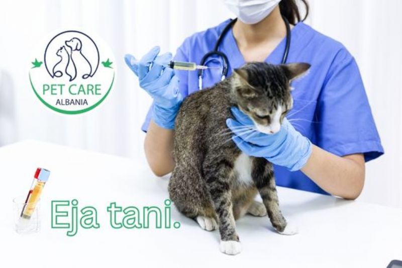 Kontroll routine per mace Astir, vizite periodike per gjendjen e pergjithshme per mace, kontroll shendeti per mace, kontroll mjekesor per mace, Matje peshe dhe vleresim i zhvillimit per mace, Kontroll i temperatures per mace